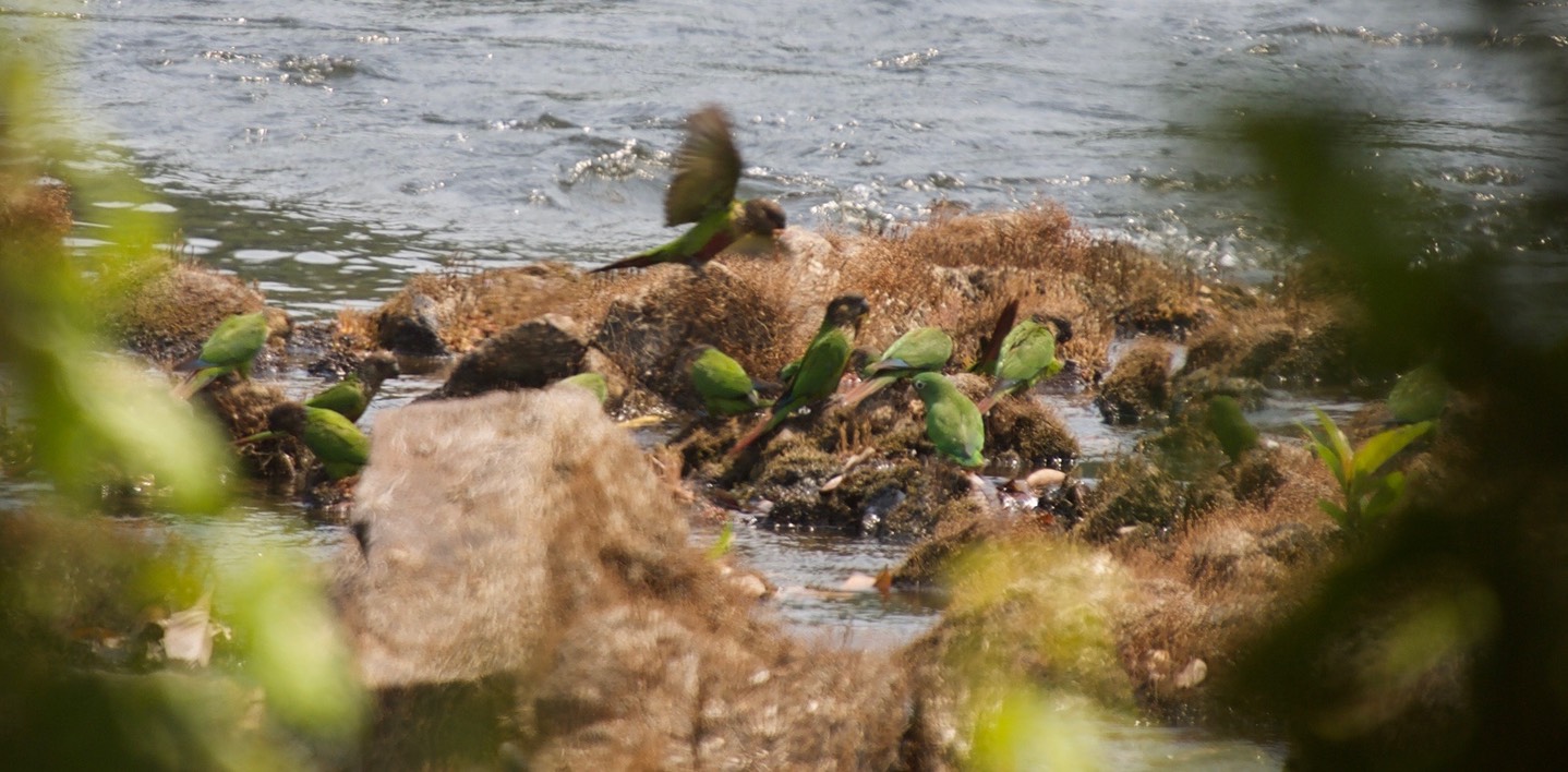 Crimson-bellied Parakeet, Pyrrhura perlata with White-eyed Parakeet