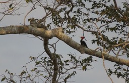 Crimson-crested Woodpecker, Campephilus melanoleucos