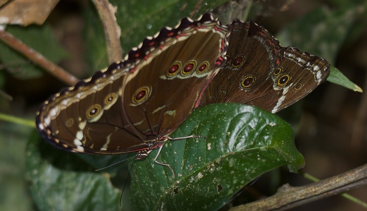 Cristalino Jungle Lodge, Southern Amazon, Brazil2