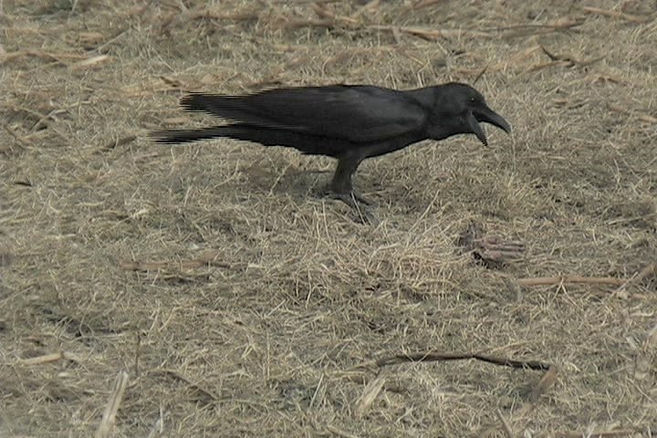 Crow, Large-billed 3