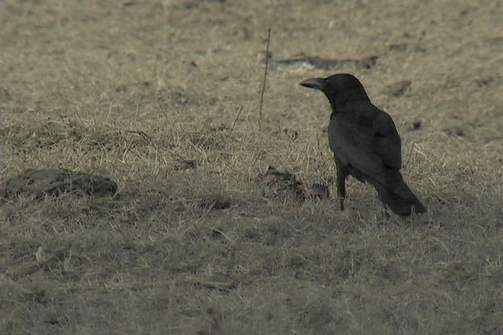 Crow, Large-billed 4