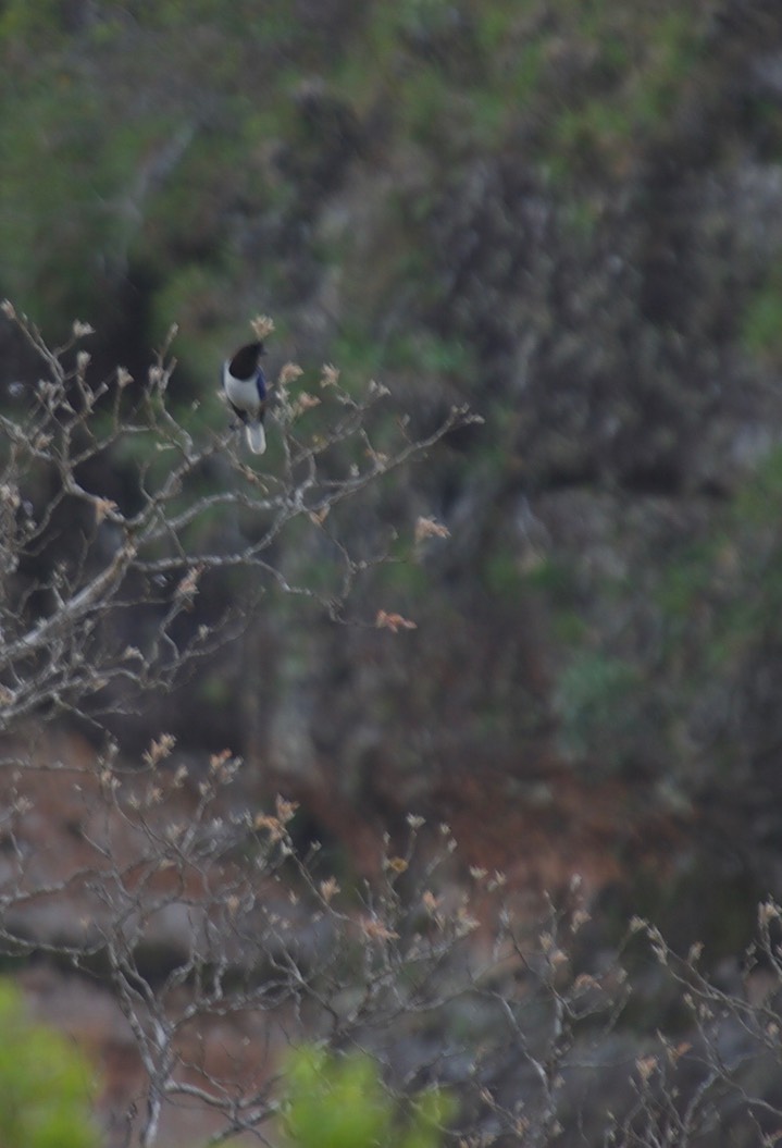 Curl-crested Jay, Cyanocorax cristatellus2