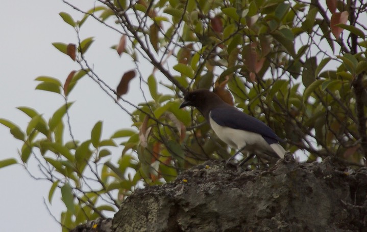 Curl-crested Jay, Cyanocorax cristatellus