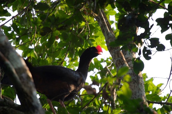 Currasow, Razor-billed