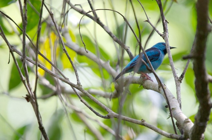 Dacnis, Blue 1