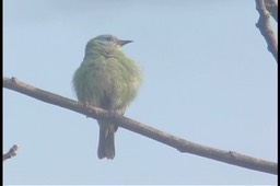 Dacnis, Blue (female)