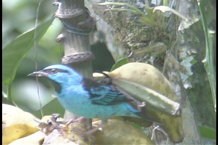 Dacnis, Blue