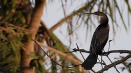 Darter, African 1