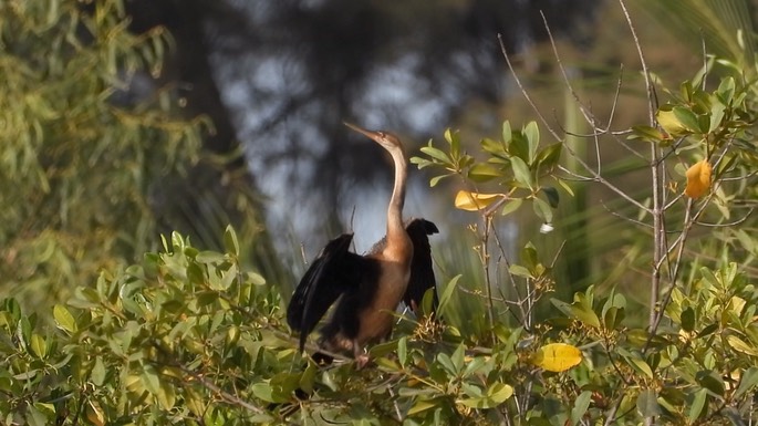 Darter, African 2