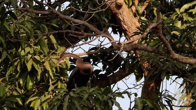 Darter, African 3