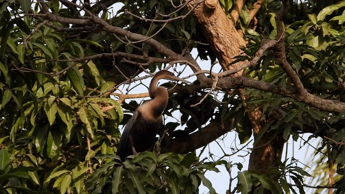 Darter, African 4