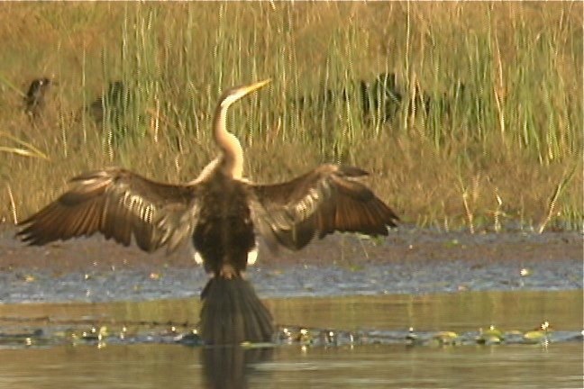 Darter, Australian 1_1