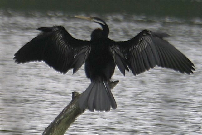 Darter, Australian 2