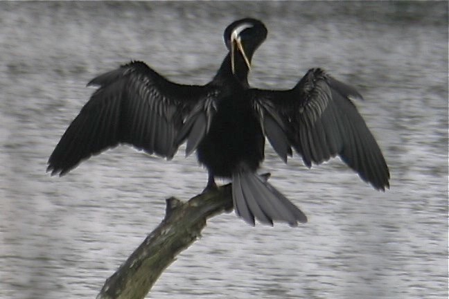 Darter, Australian 3