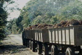 dates - Costa Rica