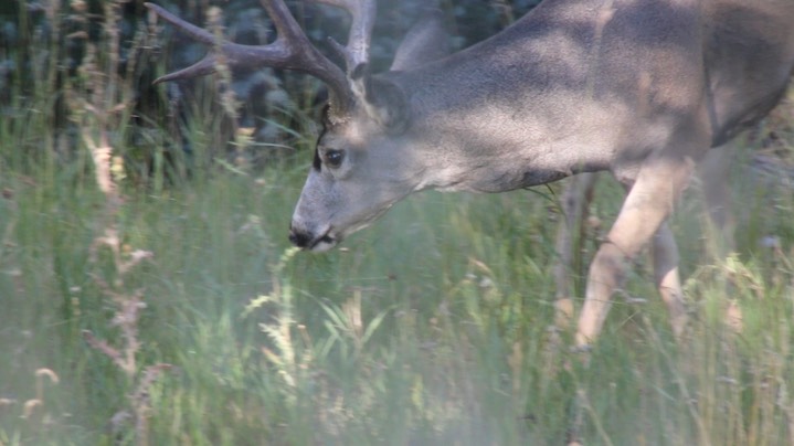 Deer, Mule (Arizona)