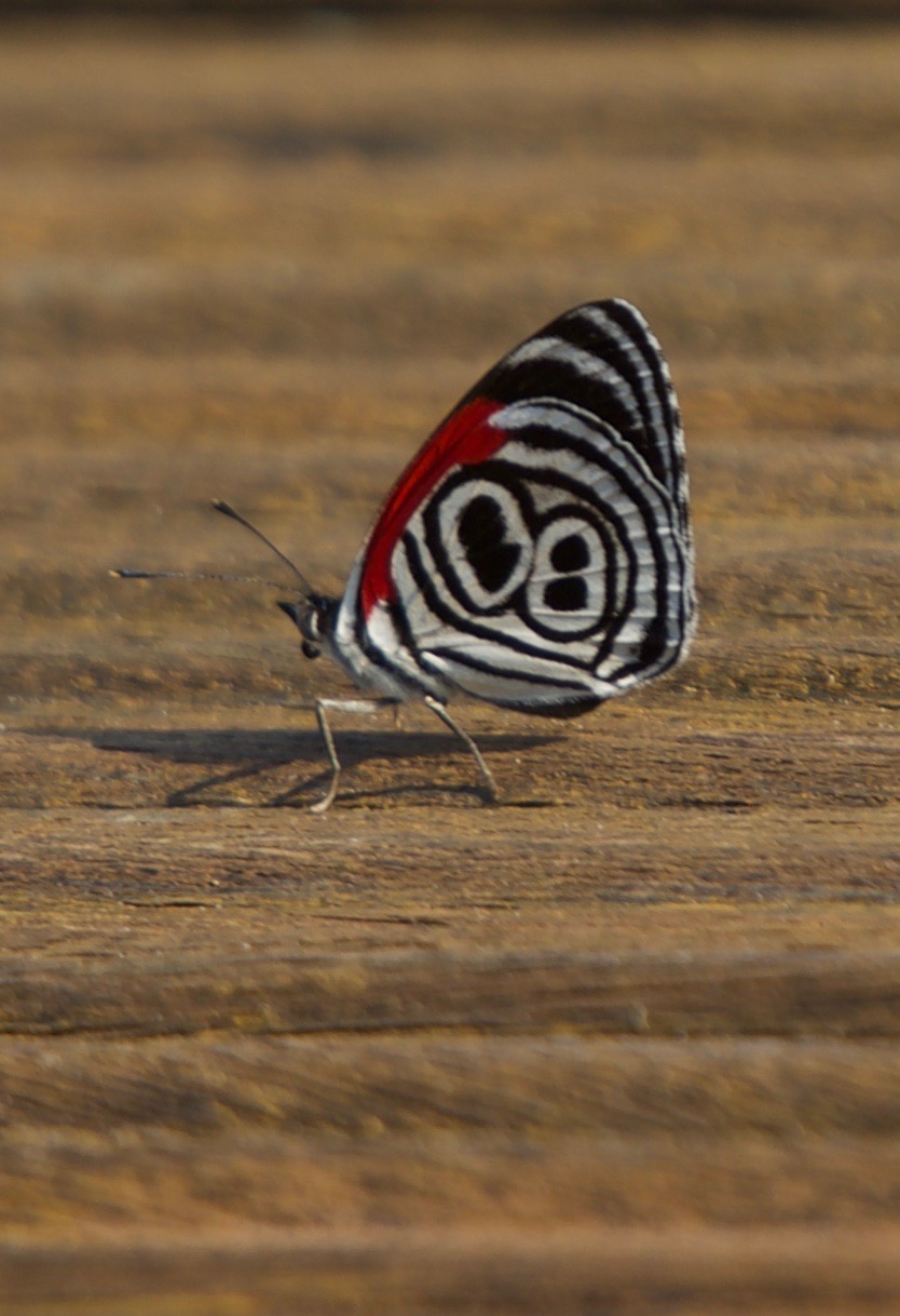 Diaethria clymena, Clymena Eighty-eight5