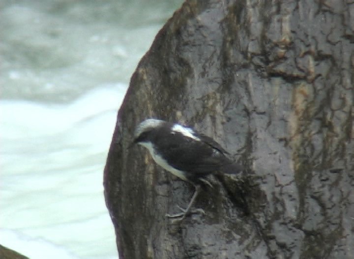 Dipper, White-capped 1