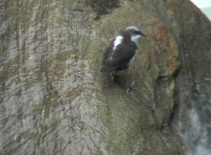 Dipper, White-capped 2