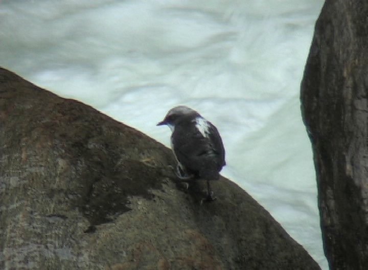 Dipper, White-capped 3