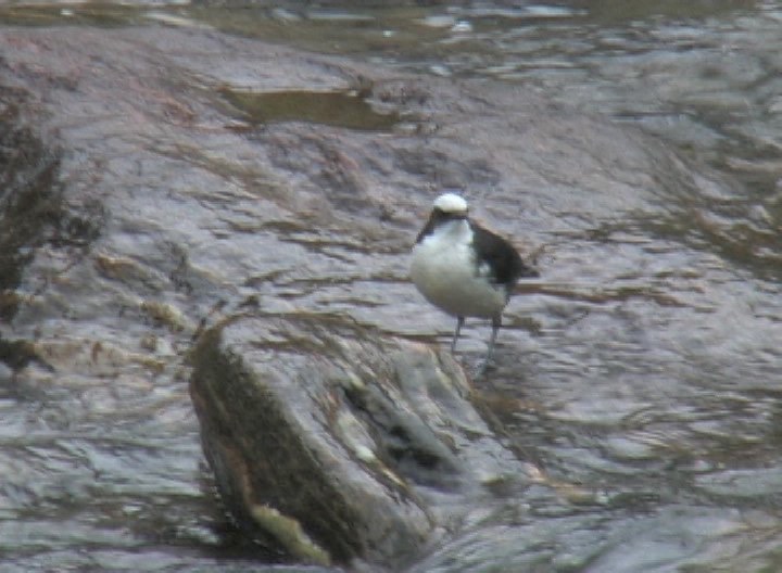 Dipper, White-capped 4