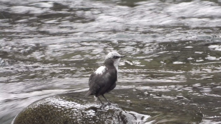 Dipper, White-capped (Cerro Montezuma, Colombia)