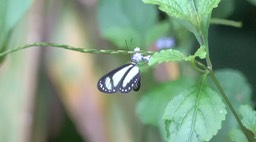 Dismorphia theucharila (Cerro Montezuma, Colombia) 1