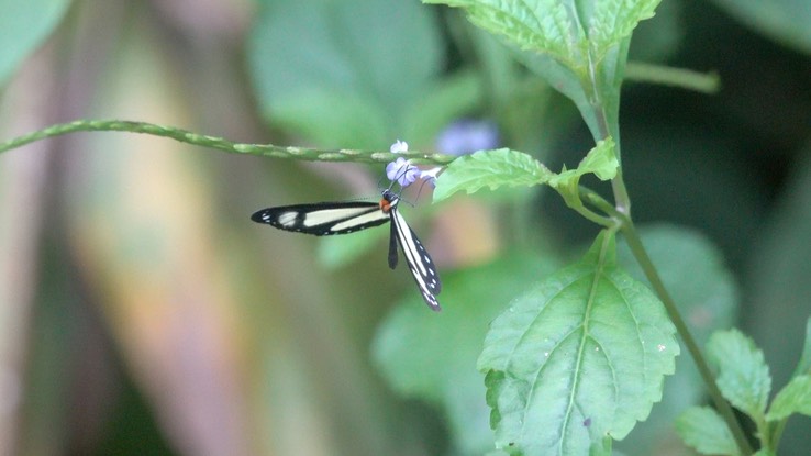 Dismorphia theucharila (Cerro Montezuma, Colombia) 2