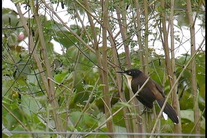 Donacobius - Pantanal