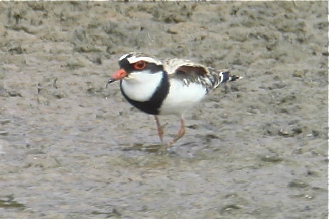 Dotterel, Black-fronted 1