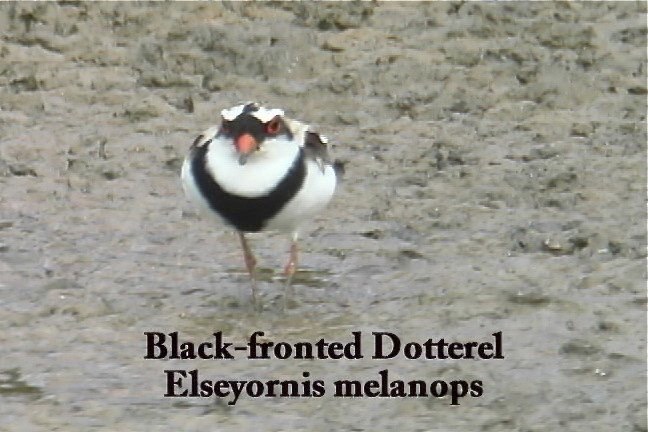 Dotterel, Black-fronted 2