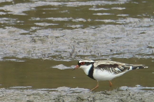 Dotterel, Black-fronted 4