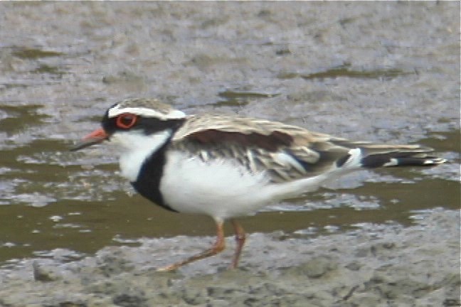 Dotterel, Black-fronted 5