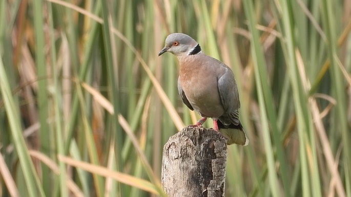 Dove, African Mourning 1