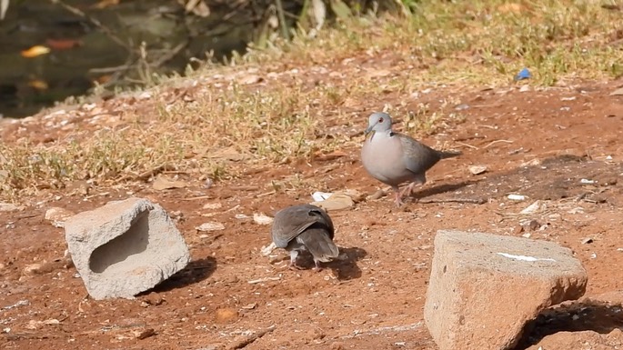 Dove, African Mourning 2