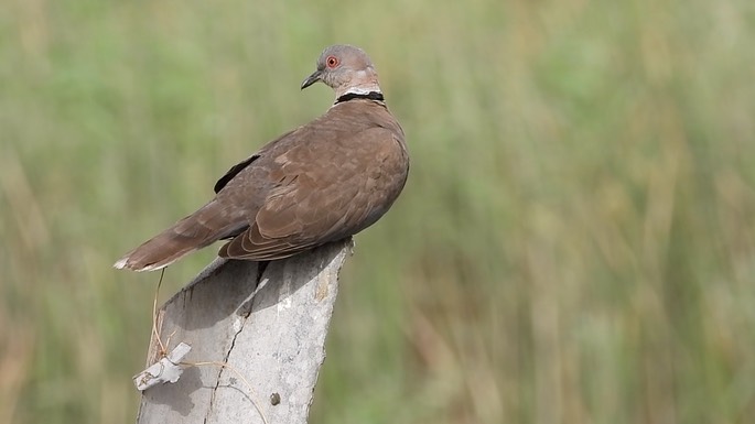 Dove, African Mourning 3