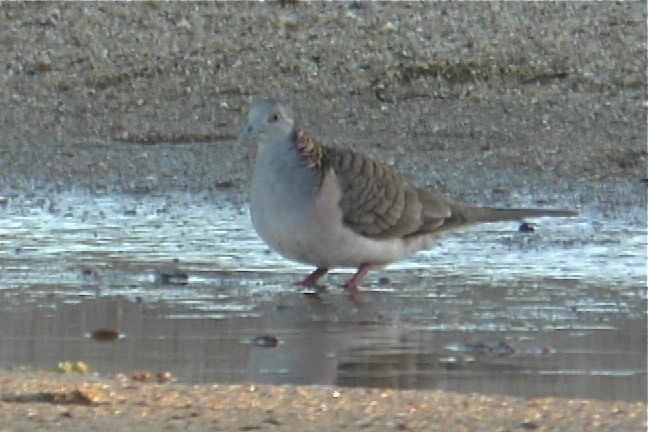 Dove, Bar-shouldered 2_1