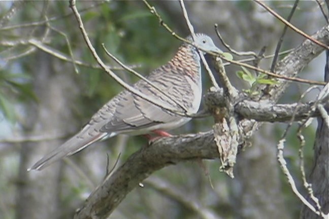 Dove, Bar-shouldered 2