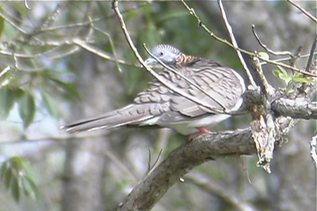 Dove, Bar-shouldered 3