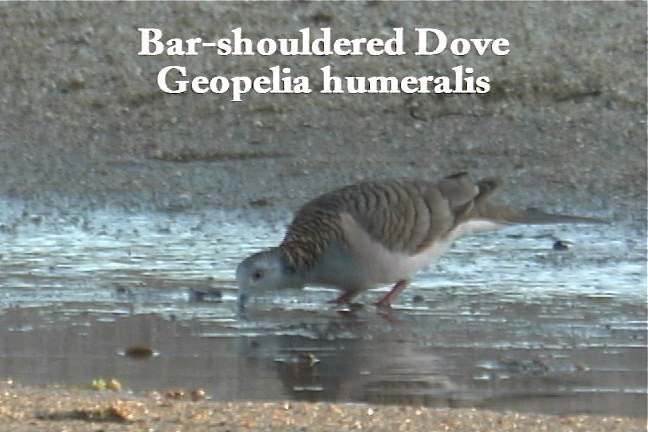 Dove, Bare-shouldered 1