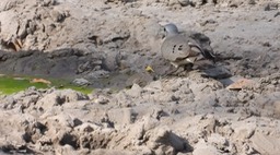 Dove, Black-billed Wood - Senegal 1