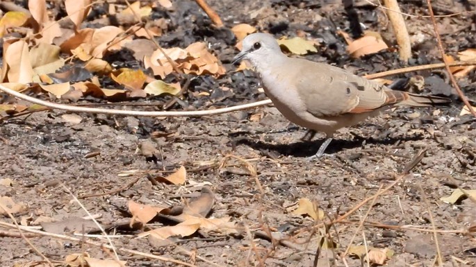 Dove, Black-billed Wood - Senegal 2