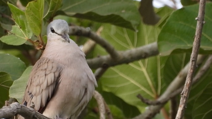 Dove, Black-billed Wood 1