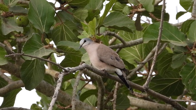 Dove, Black-billed Wood 2