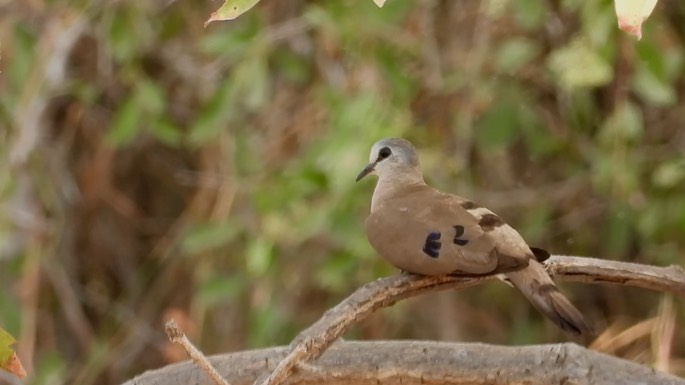 Dove, Black-billed Wood 3