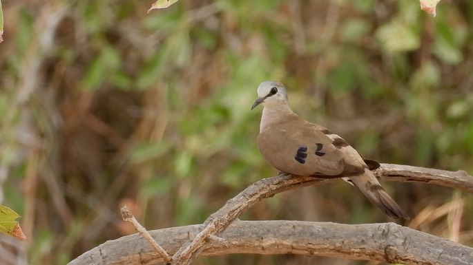 Dove, Black-billed Wood 4