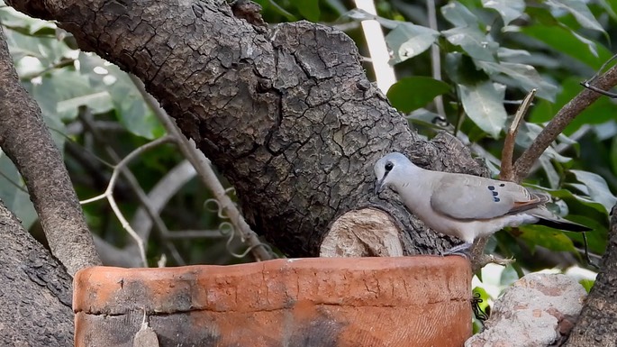 Dove, Black-billed Wood 5