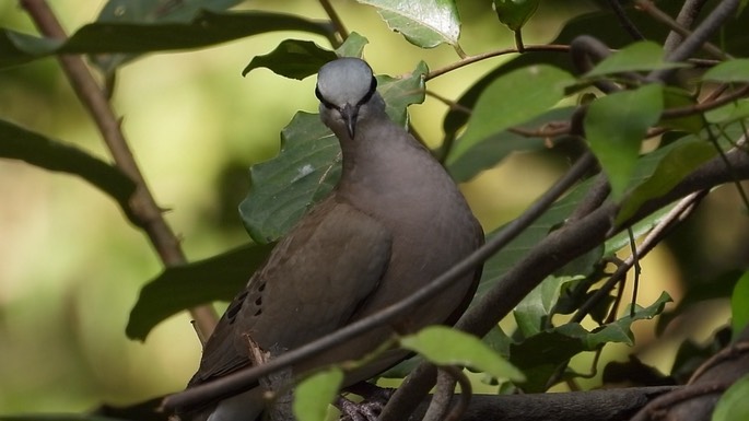 Dove, Black-billed Wood 6