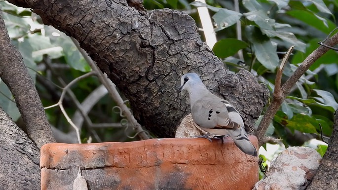 Dove, Black-billed Wood 7