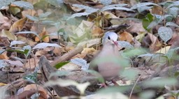 Dove, Blue-spotted Wood